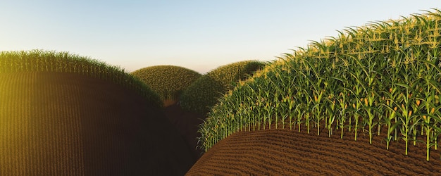 Agricultural field of corn with yellow cobs against a background of green hills and soil Panorama of corn plants 3D