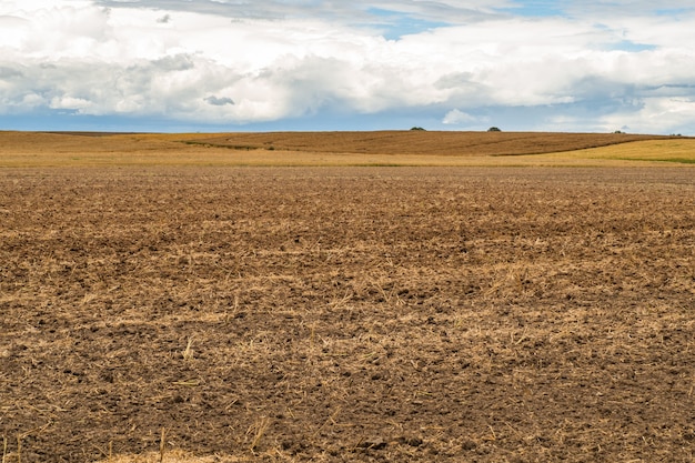 Orecchie di grano tagliate campo agricolo