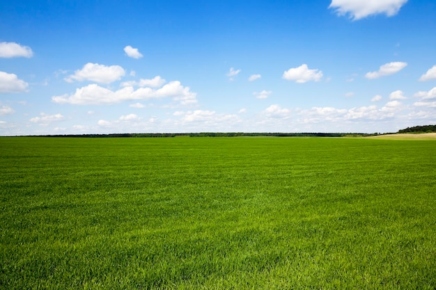 Фото Сельскохозяйственное поле, на котором весной растет незрелая зеленая трава