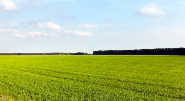 Agricultural field planted with green grass, sunny weather in spring, rich colors