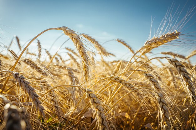 Campo agricolo. spighe di grano mature. il concetto di un ricco raccolto.