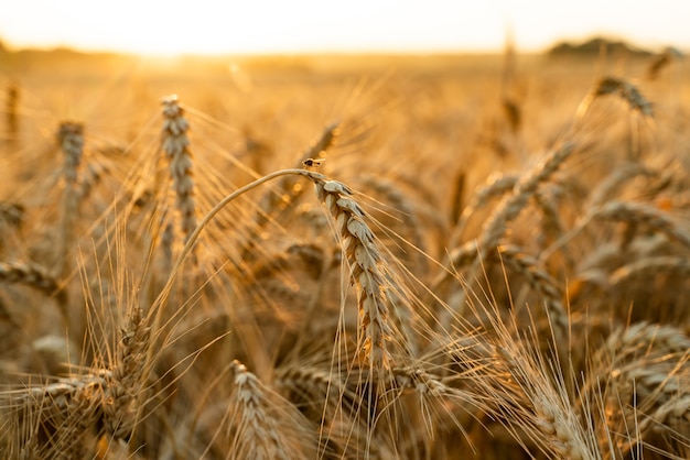농업 분야. 밀의 익은 귀. 풍성한 수확의 개념.