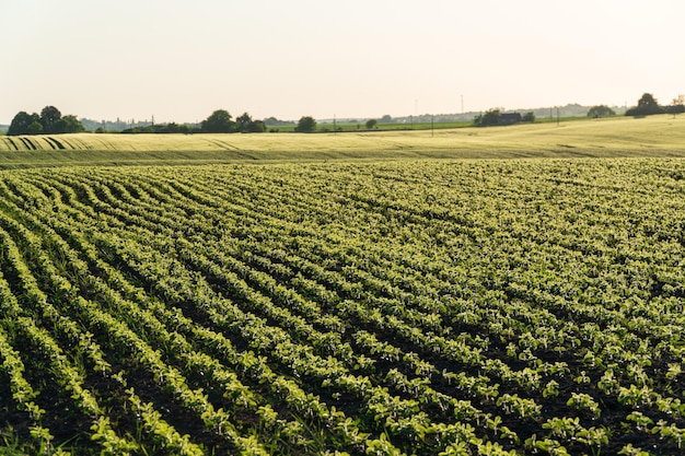 Photo agricultural field of soybean seedlings soy sprouts grow in rows in a field cultivation of soybean plants