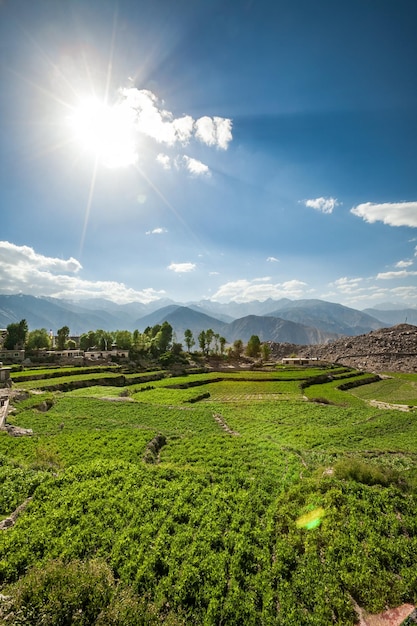 농업 분야 Spiti Valley, Himachal Pradesh, India