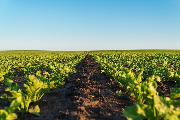 Agricultural field of sugar beet seedlings Sugar beet sprouts grow in rows in a field Cultivation of sugar beet plants