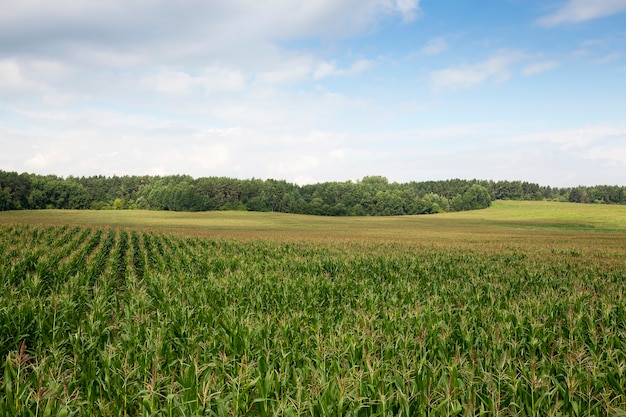 An agricultural field in summer, which grows green immature maize