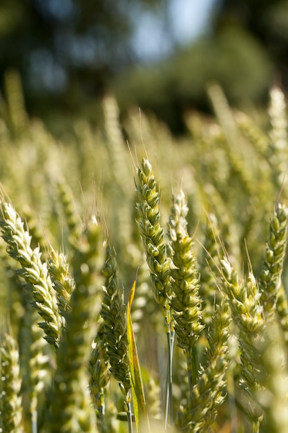 Agricultural field wheat closeup immature green wheat ears growing on agricultural field