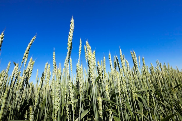 Agricultural field wheat