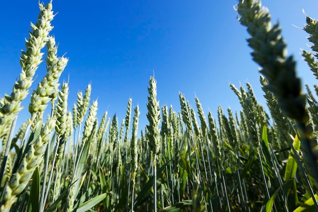 Agricultural field wheat