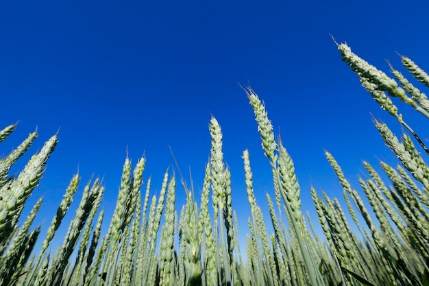 Photo agricultural field wheat