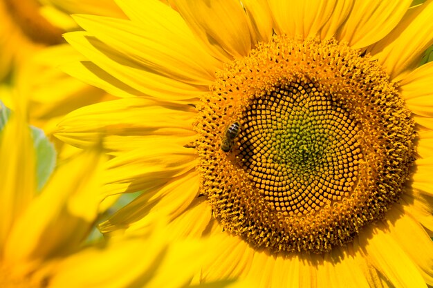 agricultural field where annual sunflowers