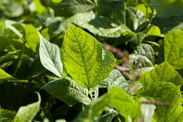 豆が栽培されている農地、農地で開花中の豆植物