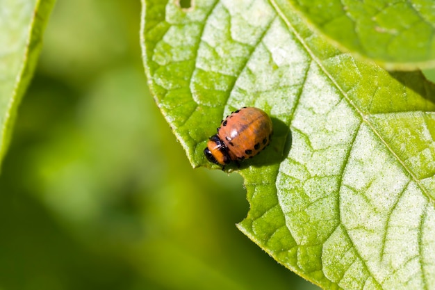 Agricultural field where breeding varieties of plants are grown potatoes where there are a lot of Colorado beetles small plants potatoes on fertile soils