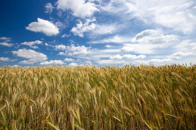 An agricultural field where cereal wheat is grown