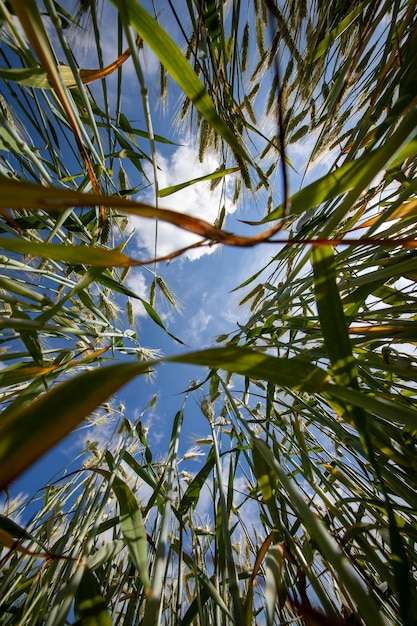 An agricultural field where cereal wheat is grown