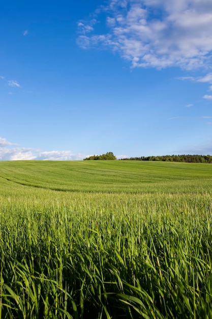 Agricultural field where cereal wheat is grown