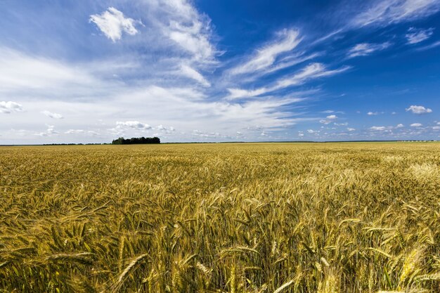 Agricultural field where cereals are grown, agriculture in Europe