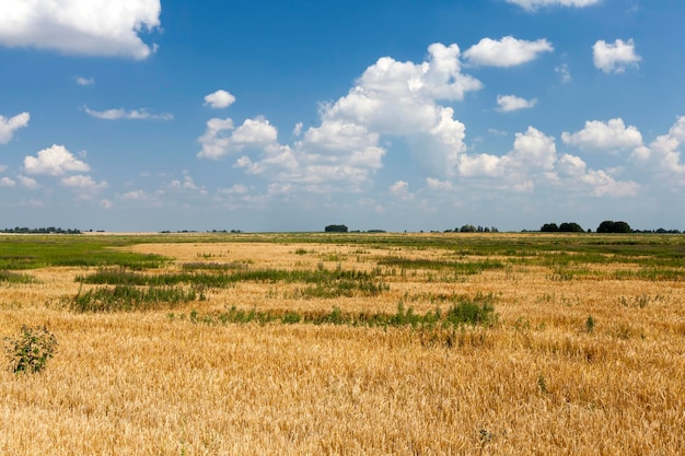 An agricultural field where cereals wheat are grown