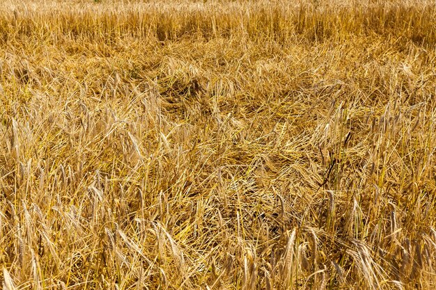 穀物小麦が栽培されている農地