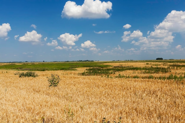 Un campo agricolo dove si coltivano cereali e frumento