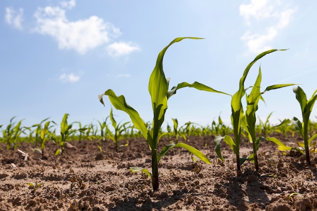 An agricultural field where corn is grown