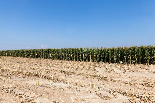 An agricultural field where corn is harvested to feed