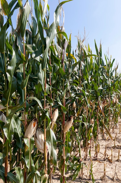 An agricultural field where corn is harvested to feed