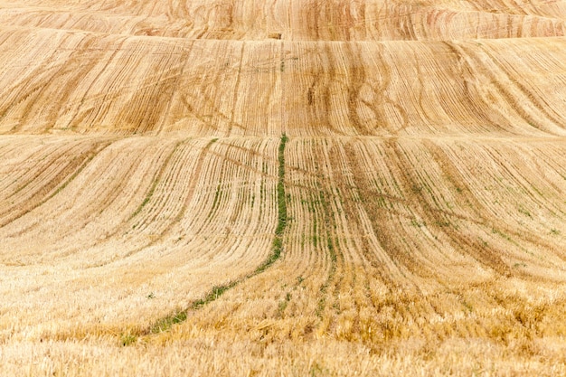 Foto campo agricolo in cui i raccolti hanno raccolto la segale gialla matura