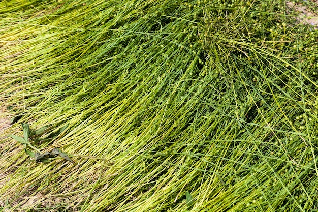 An agricultural field where flax is grown