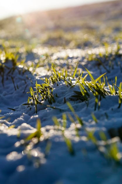 Foto campo agricolo dove si coltiva segale da grano segale invernale nella stagione invernale nella neve