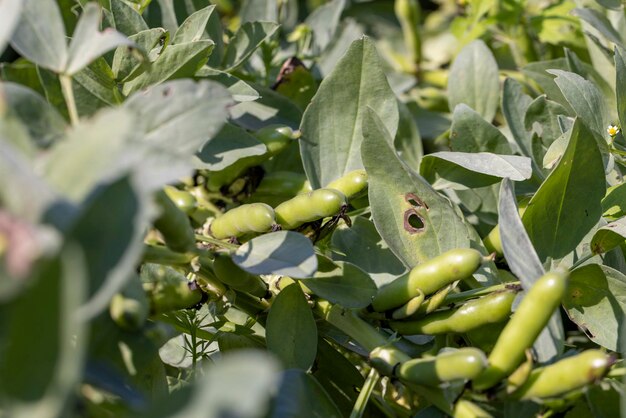 Photo an agricultural field where green beans grow growing legumes in the summer