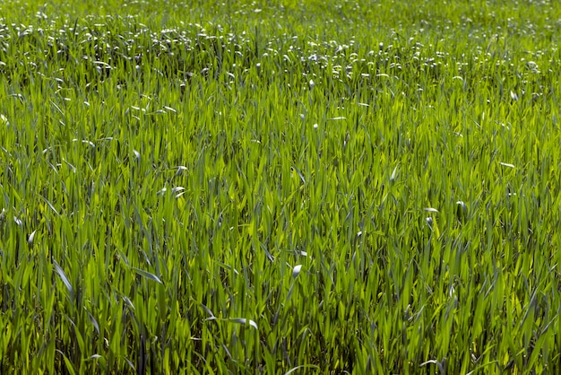 An agricultural field where green cereals grow