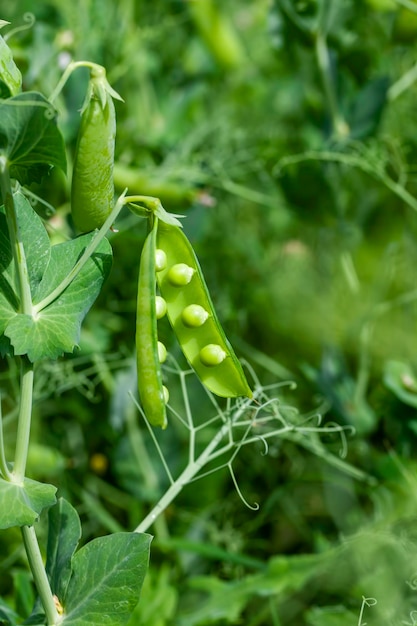 Agricultural field where green peas are grown