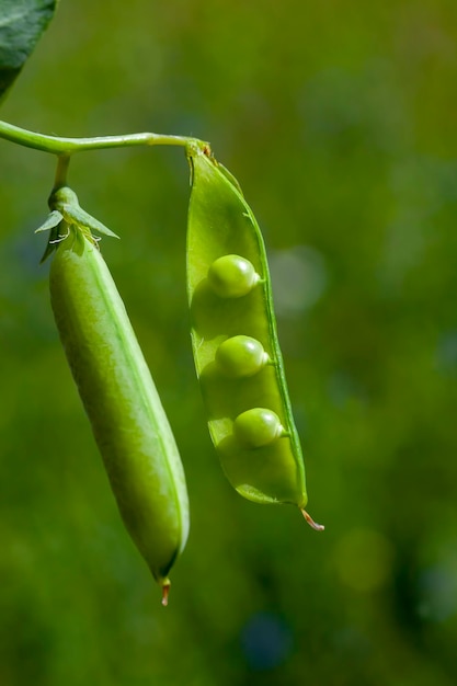 Agricultural field where green peas are grown