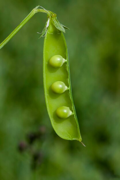 Agricultural field where green peas are grown