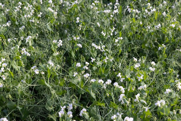 An agricultural field where green peas grow during flowering