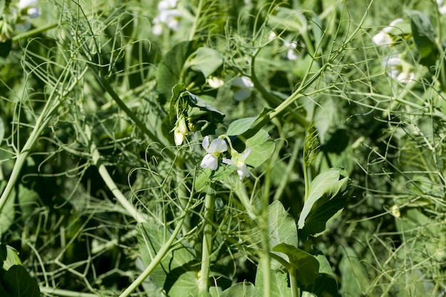 An agricultural field where green peas grow, pea plants during flowering with white petals