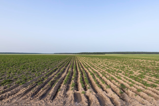 An agricultural field where green potatoes grow