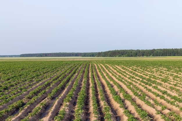 An agricultural field where green potatoes grow