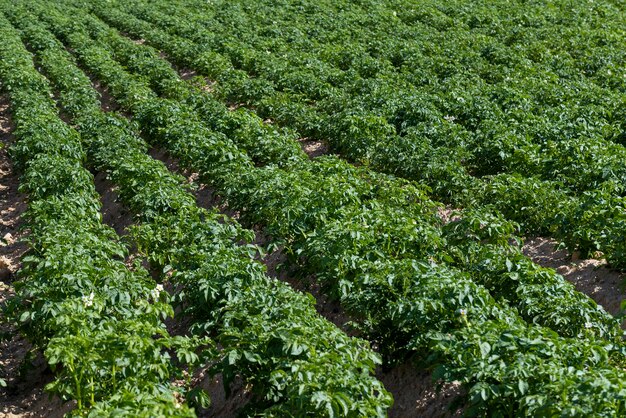 an agricultural field where green potatoes grow