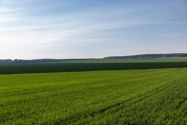 Agricultural field where green unripe wheat grows