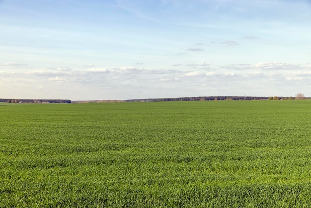 Agricultural field where green unripe wheat grows