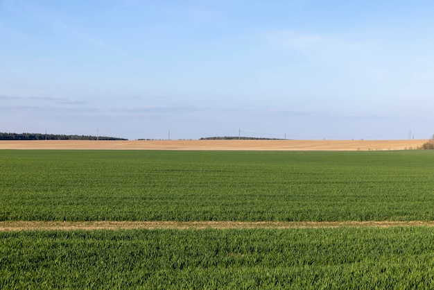 Сельскохозяйственное поле, где растет зеленая незрелая пшеница