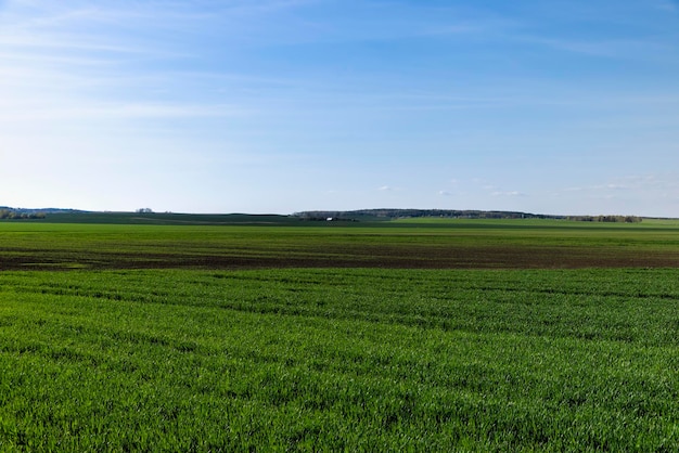 Agricultural field where green unripe wheat grows