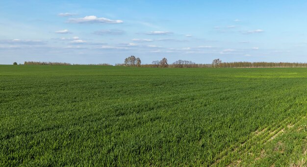 Agricultural field where green unripe wheat grows