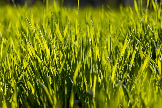 Agricultural field where green unripe wheat grows