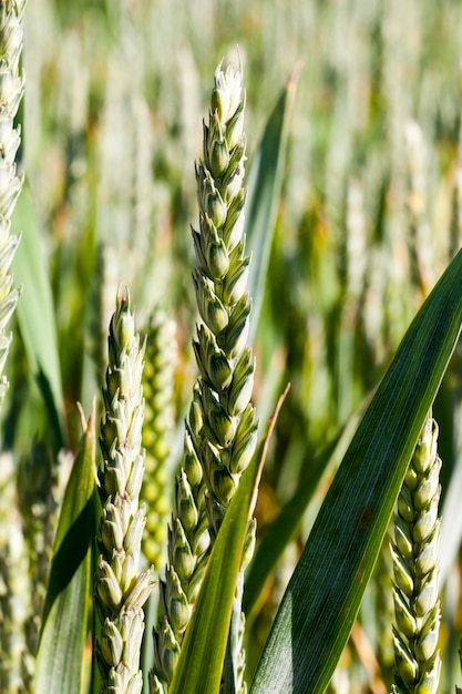 Agricultural field where green wheat has grown