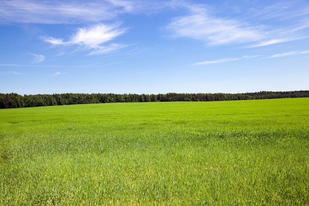 Photo agricultural field where grow green unripe grains