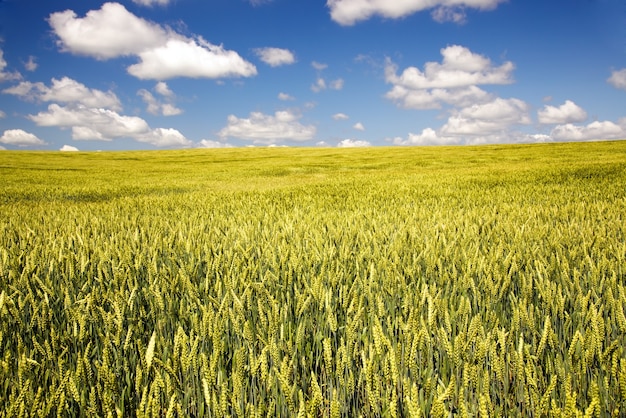 Campo agricolo dove crescono grani verdi acerbi