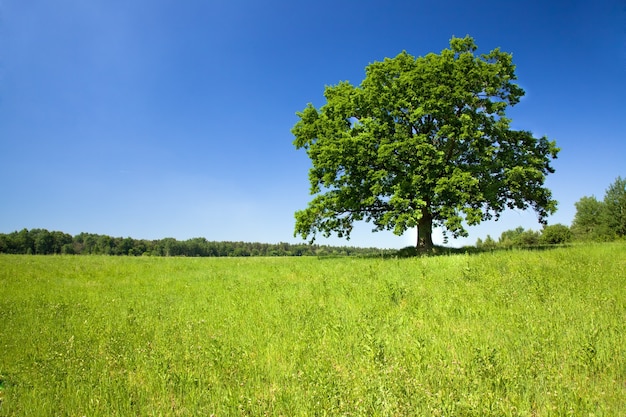 Campo agricolo dove crescono i chicchi verdi acerbi